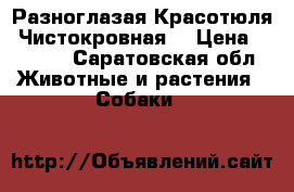 Разноглазая Красотюля .Чистокровная  › Цена ­ 7 000 - Саратовская обл. Животные и растения » Собаки   